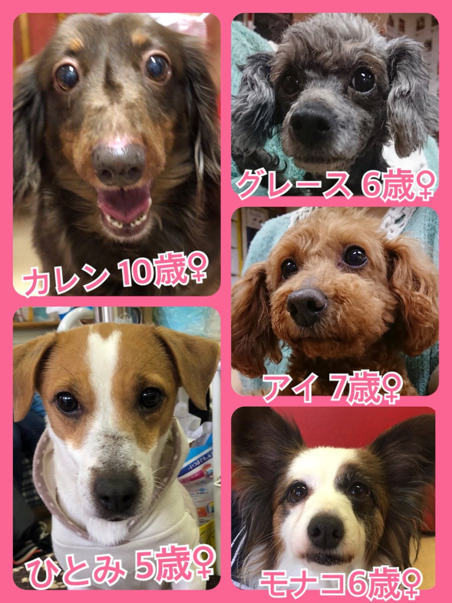 🐾今日の里親様募集中ワンコ🐶メンバーです🐾2019,2,24